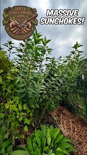 Growing Sunchokes (Jerusalem Artichokes)! 🌻