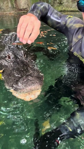 Professional biologist, and animal handler never attempts . Talking about those chompers!! Gator teeth are fascinating in how they can shed and regrow them, cycling through thousands in a lifetime!! The tooth root is hollow with the replacement cap inside, sometimes with several inside! ~~~You can come swim with me and Casper! If you want to come join you can book online now, go to www.crocodilechris.com Let me know if you want to go! Observation and photos only at @evergladesoutpost and tour pa