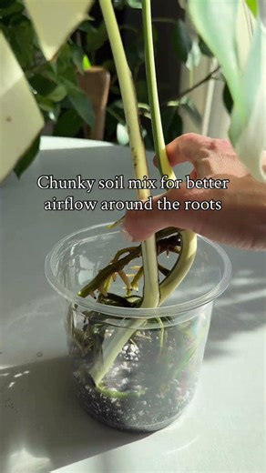 Potting up my Monstera Albo propagation 🌿 #propagation #plants