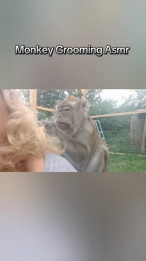 Monkey Grooming ASMR: Relax with Calming Sounds