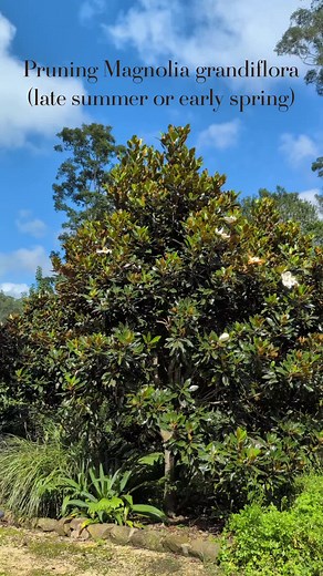Pruning Magnolia Grandiflora: Tips for Sydney Gardeners