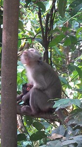 Yoko gives birth now | Wildlife Idol