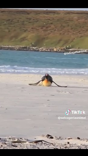 Sea Lion Chasing King Penguins: Amazing Animal Survival Encounter