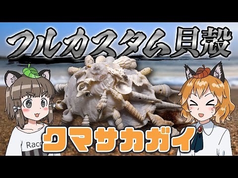 【大泥棒】貝殻盗んでフルカスタム！？クマサカガイ【へんないきもの#82】