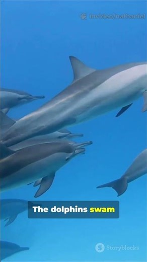Lifeguards Didn't Know Dolphins Were Saving Their Lives #incredible #ocean