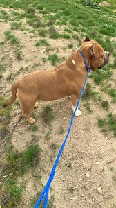 Award winning pocket bully stacked up! 🏆 #AmericanBully | Bully Market