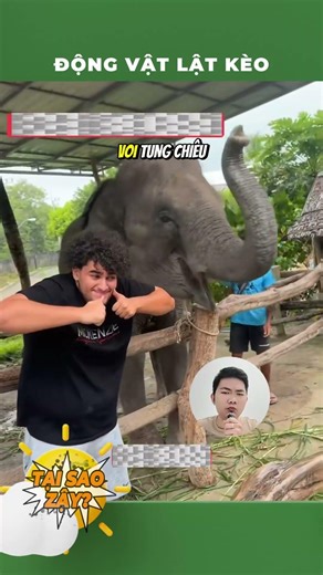 Động vật lật kèo