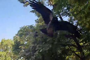 When a crow does this it's preparing to attack: Pay attention, especially if the bird is of a particular color