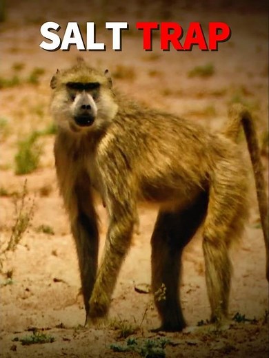How they use Baboon to Find Water | Salt Trap