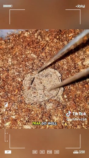 Trapdoor Spider: Nature's Ultimate Ambush Predator