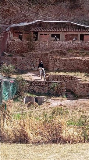 Andean Condor taking flight at Cochahuasi Animal Sanctuary