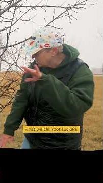 Pruning Apple Tree Water Sprouts and Root Suckers