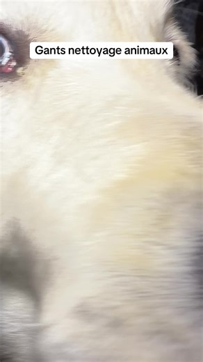 Gants, super pratique à l’utilisation réversible, suffisamment imbibé pour un nettoyage complet, désodorises très bien. ##chien##chat##animaux##nettoyage