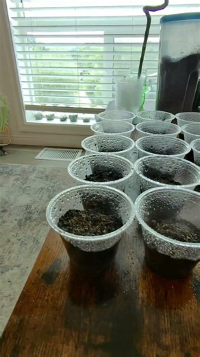 Planting Cactus Seeds 🌵 | Step by Step