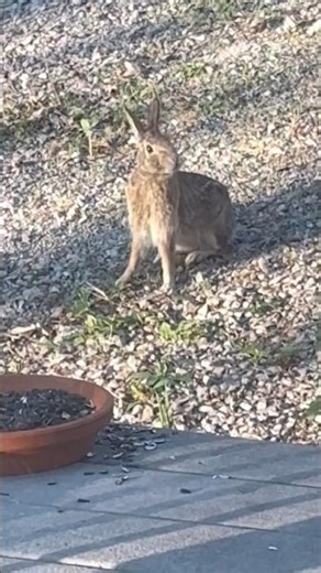 Rabbit Eats With Squirrel! #rabbit, #squirrel,