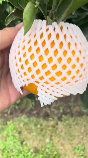 orange fruit #harvesting #orange #fruittree