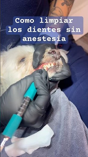 How to clean a dog's teeth without anesthesia 🦷🪥 #doggrooming #dogs #mascots #pets