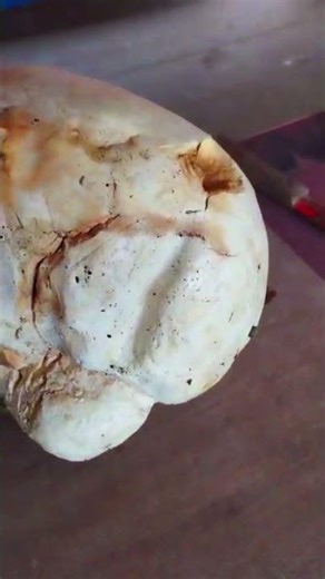 Massive Giant Puffball Found in Sikkim!