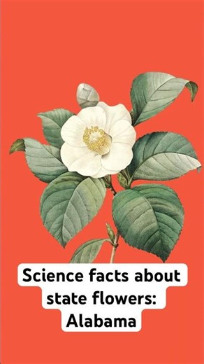 Science facts about state flowers: Alabama | Science News