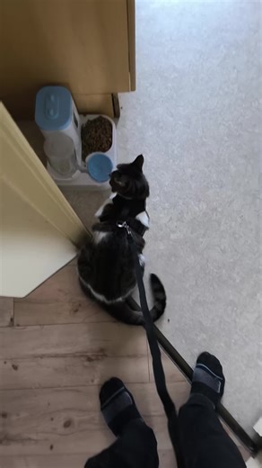 Haustiergeschirr für Katzen und Hunde | Leine