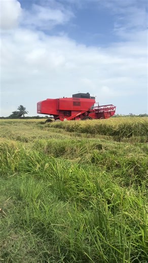 Rice Farming and Harvesting Techniques in Guyana