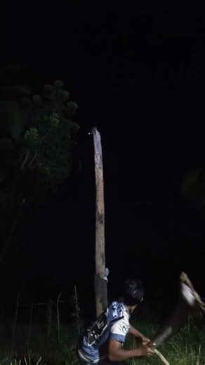 dead tree #viralvideo #nature