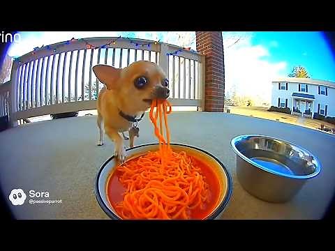 Dogs Reacting to Spicy Noodles on Ring Cam | Funny CCTV Compilation