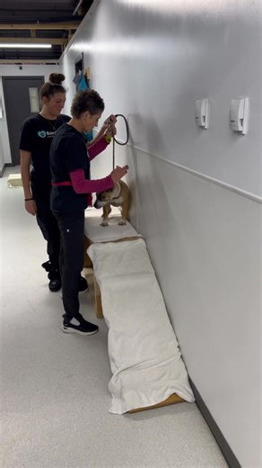 🐾 Miss Bratz is taking on the agility course! 🐾 She may have been a little nervous with the new obstacles at first, but this smart girl catches on quick. Miss Bratz is eager to learn, loves being on the move, and has the perfect mix of sweet and spirited. She’s got a soft spot for her toys and her favourite people — but she’s always ready to rumble and play with her dog friends too! Come by the shelter to meet this adorable sweetheart and cheer her on 💕 #animalshelter #dogoftheday #thinklloyd