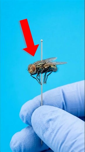 How Do Flies Bite? 🪰🔪