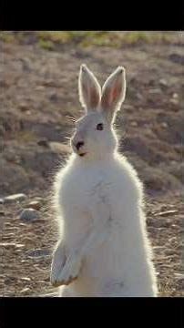 Though meager, this meal was the entire pack's only sustenance. #wildlife #animals #shorts