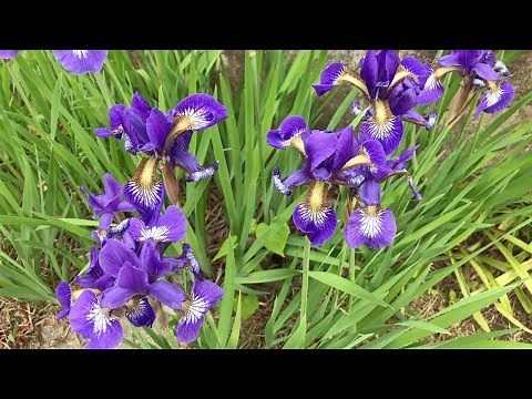 Dividing and replanting irises