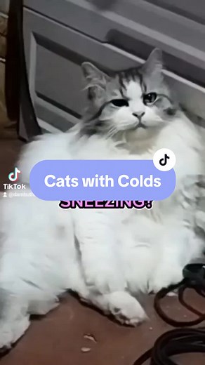 Cat Cold Treatment: Symptoms, Remedies, and Vitamins for Sick Cats