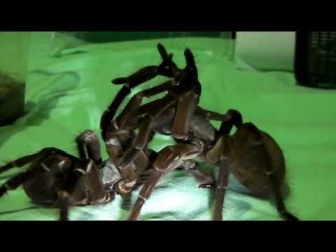 Goliath Tarantulas mating! (T. stirmi pairing #1)
