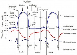 Cardiac cycle - Alchetron, The Free Social Encyclopedia