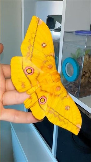 I just love the little yellow fluff ball! #moths