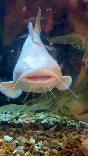Star STRUCK #albino #catfish #aquariumfish #cabelas #fishtank #fishlover #shorts ​⁠#shortvideo