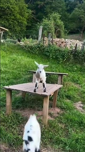 Baby Goats Playing Happily | Cute Goat Kids Fun Time