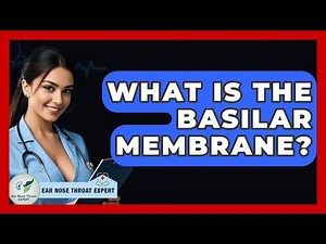 What Is The Basilar Membrane? - Ear Nose Throat Expert
