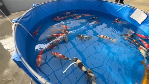 Some of the cleanest and most beautiful examples of most varieties here at Ogata | Selective Koi Sales