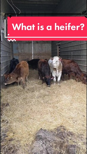 Understanding Heifer: Slang, Definition, and More
