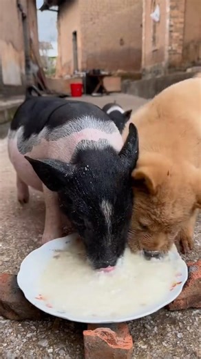 Two pigs eating fast #viral #pets #animals #viralvideo #shorts #ytshorts #subscribe #funny #video