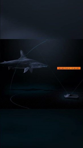 Happy World Ocean Day! Electro-magnetic detecting Hammerheads!⚡| ‪@natgeokids‬