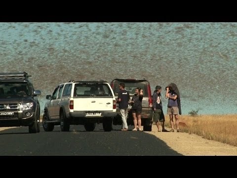 Madagascar battles worst locust plague in 60 years