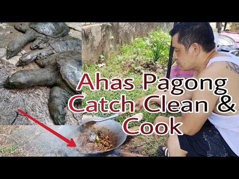 Catch, Clean & Cook Adobo sa Gata Ahas Pagong "Soft Shell Turtle" #diskartengulam