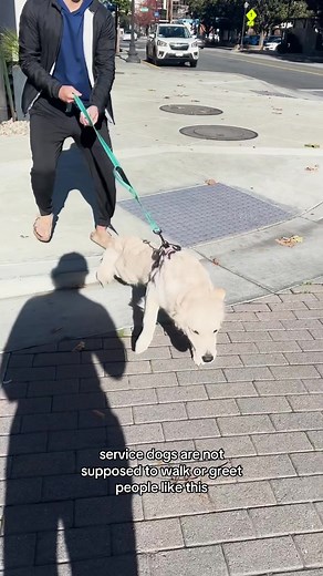 Making a service dog 🦮✨☯️ #goldenretriever #servicedog #dogtraining | dog