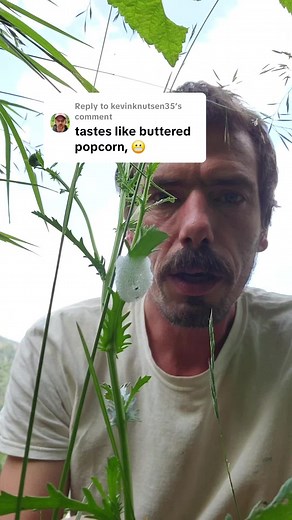 Spitbugs in Nature: Fascinating Insect Behavior