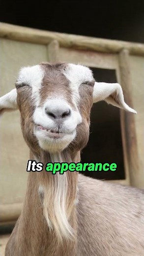 The Ugliest Animal in the World?