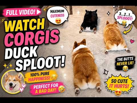 Three Corgis, One Mission: Maximum Sploot 😂🍑 | Funniest Corgi Compilation