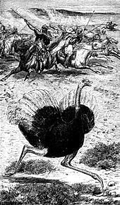 Arabian ostrich - Alchetron, The Free Social Encyclopedia