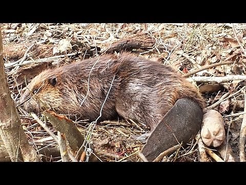 Beaver Trapping - Double Dam Break Set and a few others